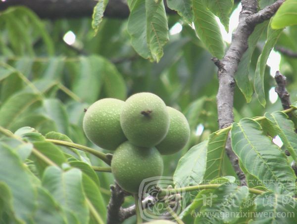 西部太陽(yáng)谷 得榮原生態(tài)美食