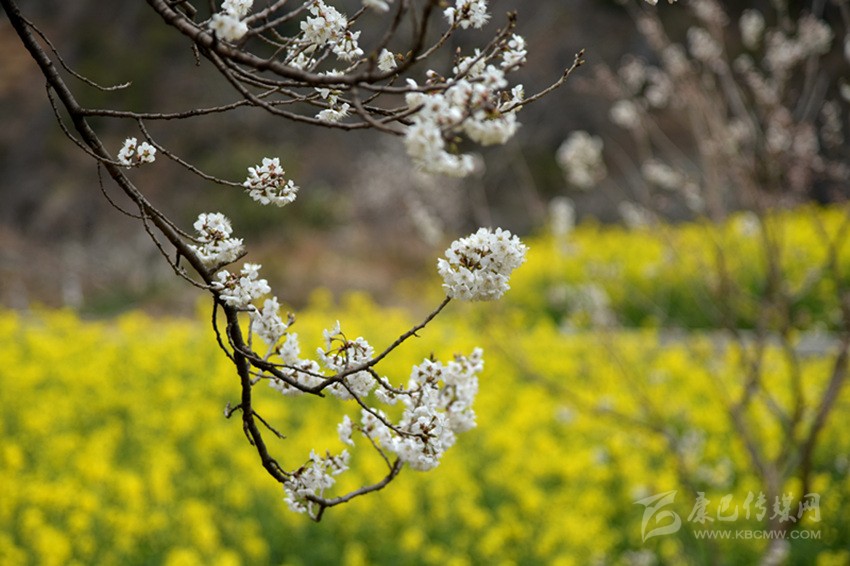 美麗鄉(xiāng)村春來(lái)早 正是瀘定賞花時(shí)