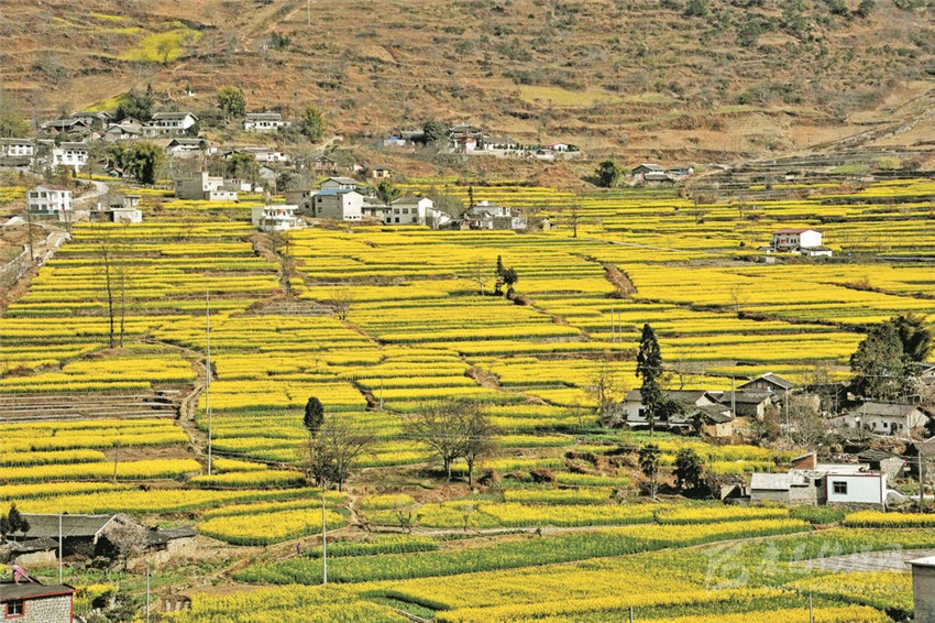 甘孜花海美如畫(huà) 美景惹人醉