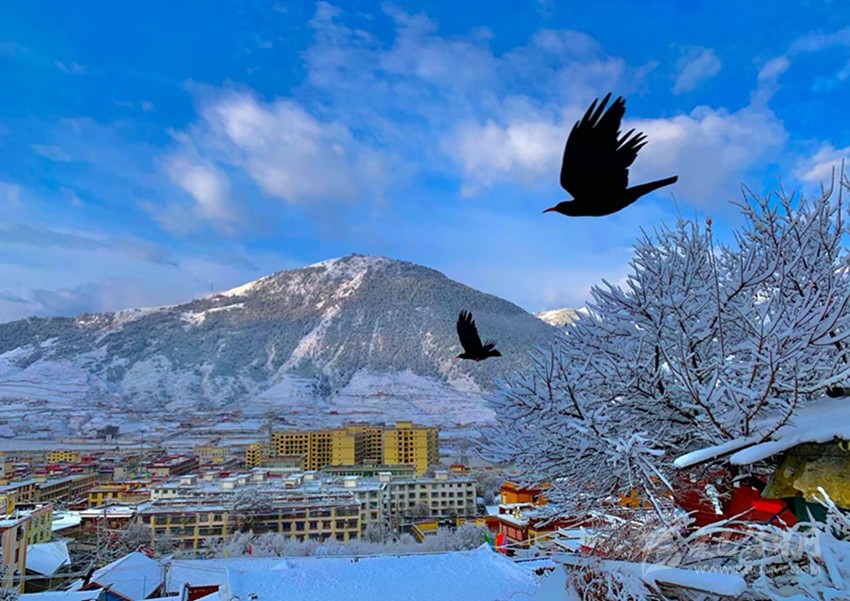 陽(yáng)春白雪分外嬌