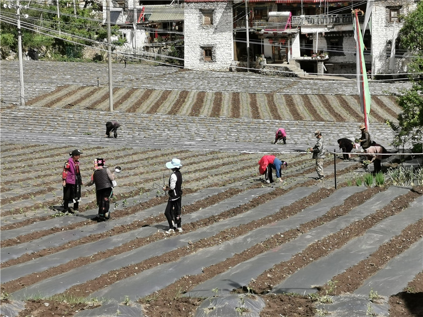 村民正在種.jpg