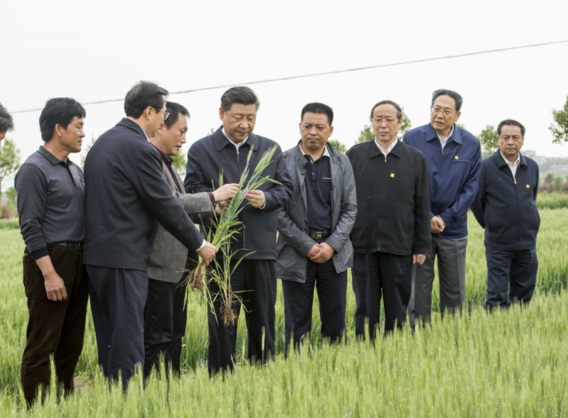 2016年4月25日下午，習(xí)近平在安徽滁州市鳳陽(yáng)縣小崗村察看小麥長(zhǎng)勢(shì)。左一為種糧大戶程夕兵。新華社記者 李學(xué)仁 攝