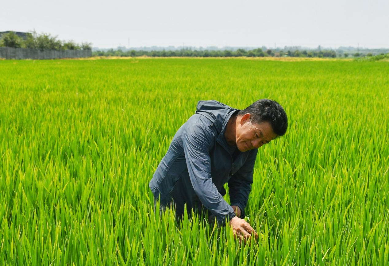 程夕兵在農(nóng)田里檢查水稻種植情況。人民網(wǎng)記者 周坤 攝